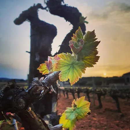 Masia Del Marques * Olerdola